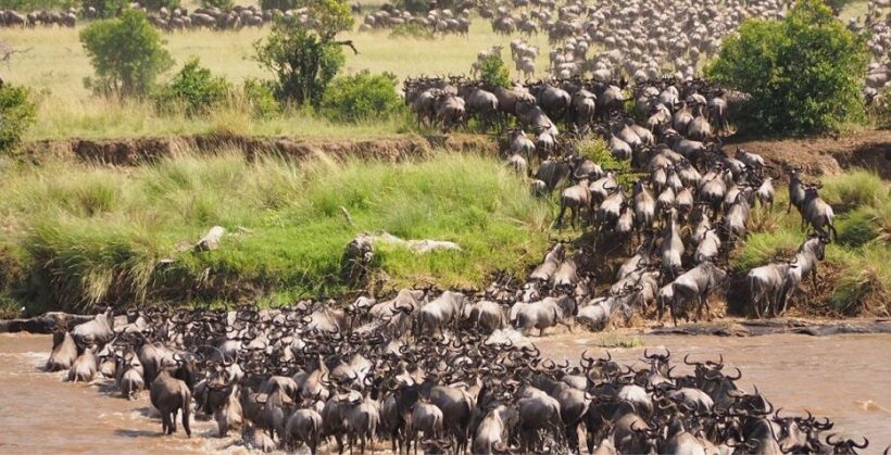 3 Days Masai Mara Group Joining Safari Packages