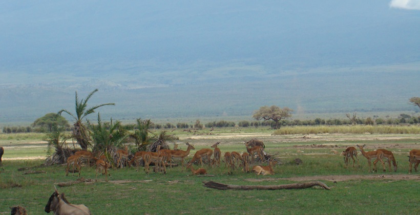 3 Days Amboseli Christmas Safari Packages